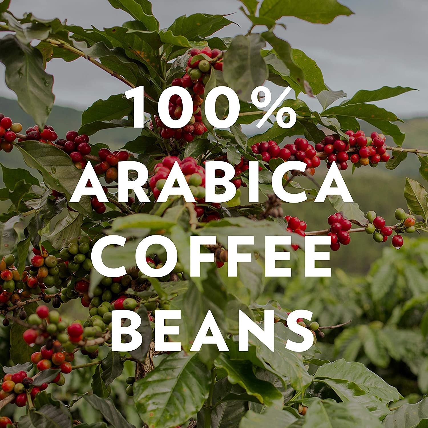 and Chicory, 72 Ounces Ground Coffee, Medium Dark Roast, 12 Ounce Bag (Pack of 6)