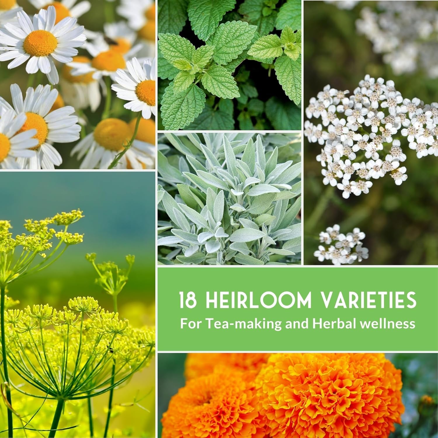 Medicinal Herb Seeds for Planting, 18-Variety Heirloom Non-Gmo Pack | Seed Collection for Herbal Teas, Tinctures, and Home Apothecary Gardens -