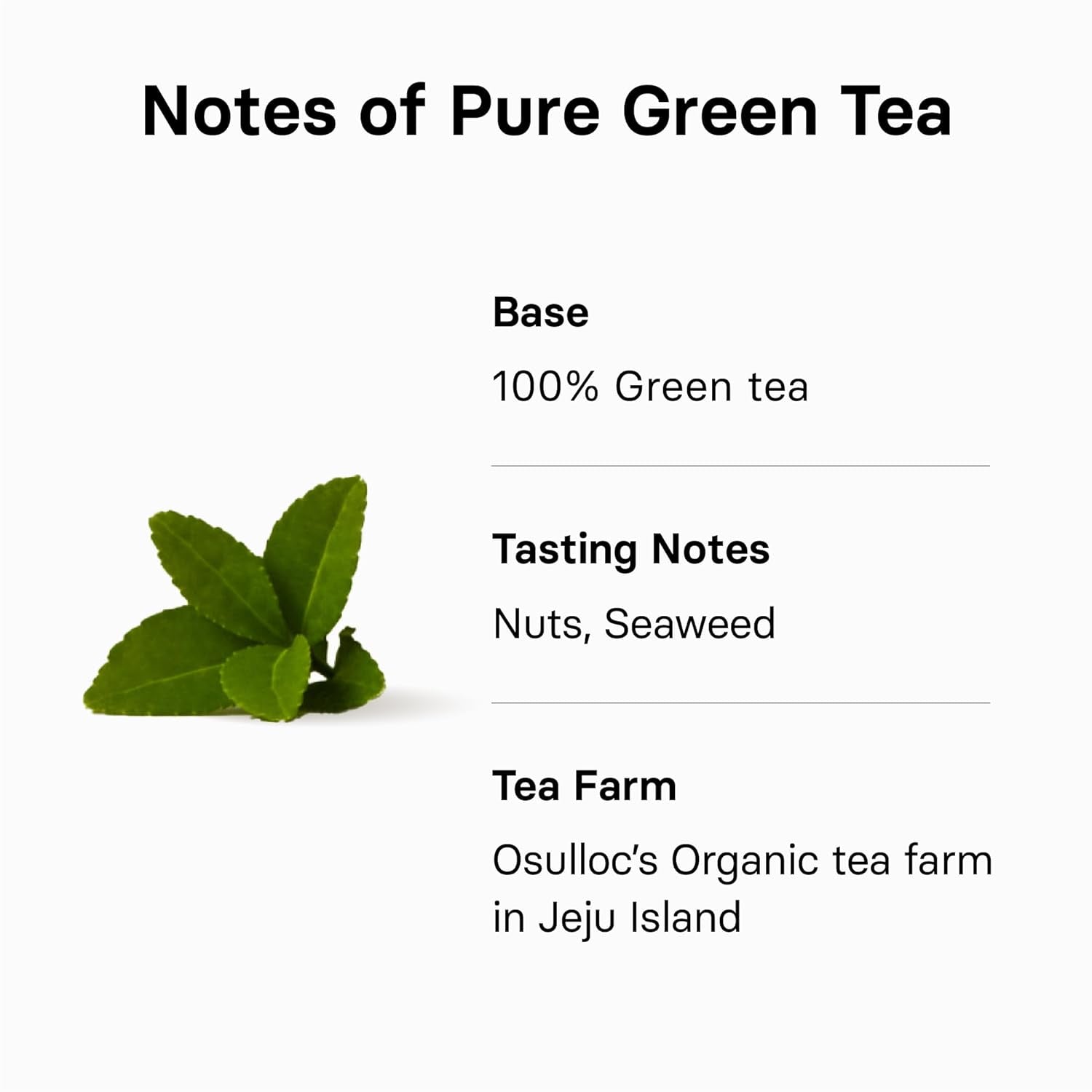 Pure Green Tea (Mild, Clean Tasting Aroma), USDA Organic, Premium Blended Tea from Jeju, Tea Bag Series 20 Count